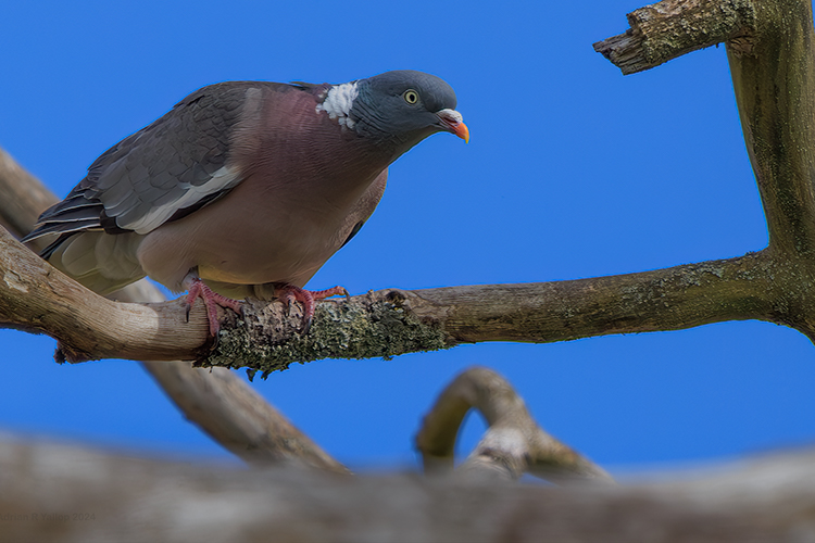 Woodpigeon looking at something 